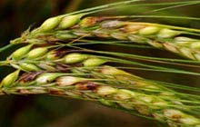 Pilzbefall am Getreide