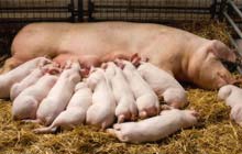gesunde, leistungsfähige Tiere